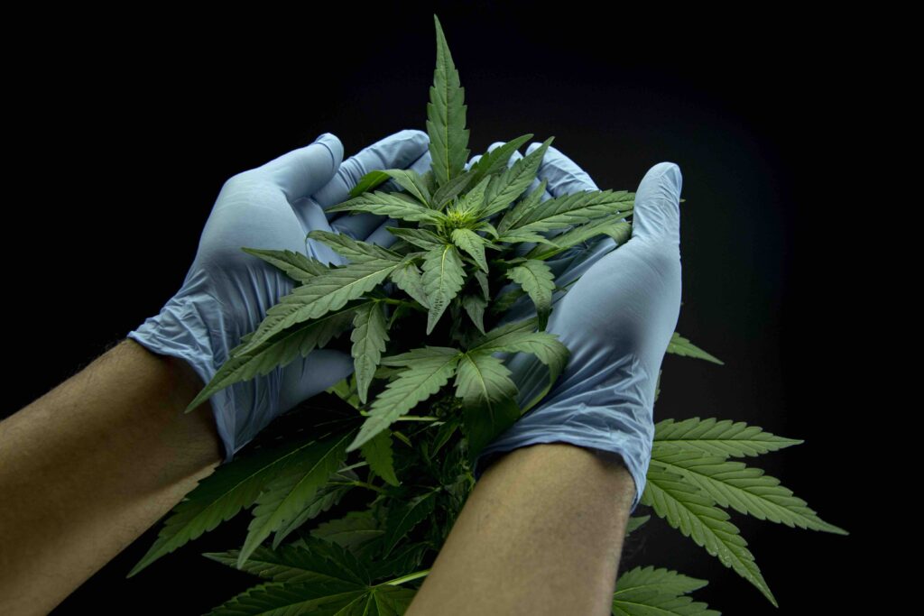 che maria canapa officinale