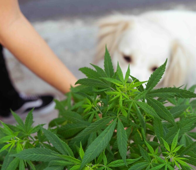 white dog smelling cannabis plant. Woman's hand.