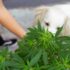 white dog smelling cannabis plant. Woman's hand.