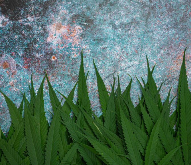 Heaps of marijuana leaves background.