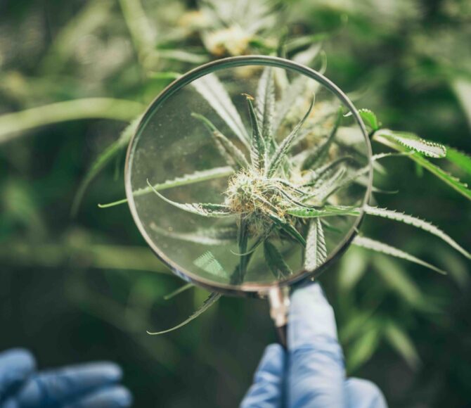 Growing cannabis indoors, hemp cultivation technique. Growing pot in groutent. Vegetative stage of marijuana growth. Medical marijuana. Background of cannabis leaves. A large amount of marijuana.